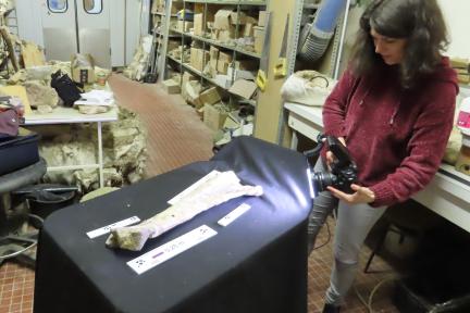 Scientist photographs a large bone