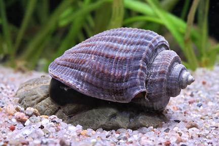 Biogeographie von Süßwassermollusken der Wallacea