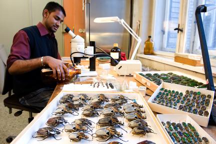 Wissenschaftler arbeitet in einer entomologischen Sammlung