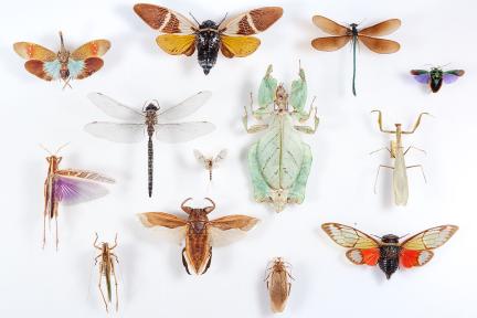 Fotografie diverser Insekten aus der Sammlung Hemimetabola