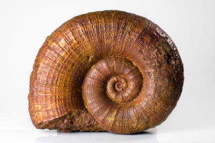 Beispiel aus des Sammlung fossiler Mollusken des Museums für Naturkunde Berlin