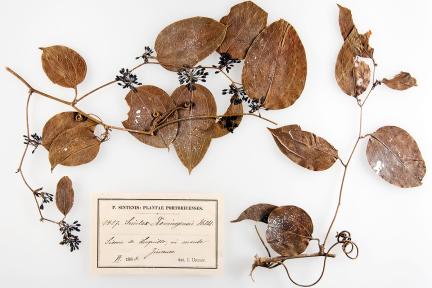 Smilax Domingensis, Stechwinde, Herbar, rezente Pflanzen, Museum für Naturkunde Berlin