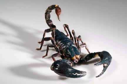 Schwarzer Skorpion aus der Sammlung der Spinnentiere