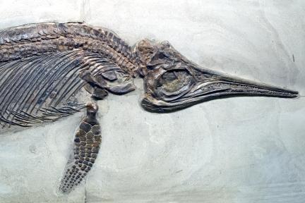 Foto eines Ichthyosaurier Kopfes