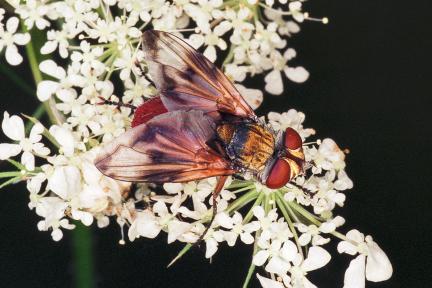 Fliegenfamilien