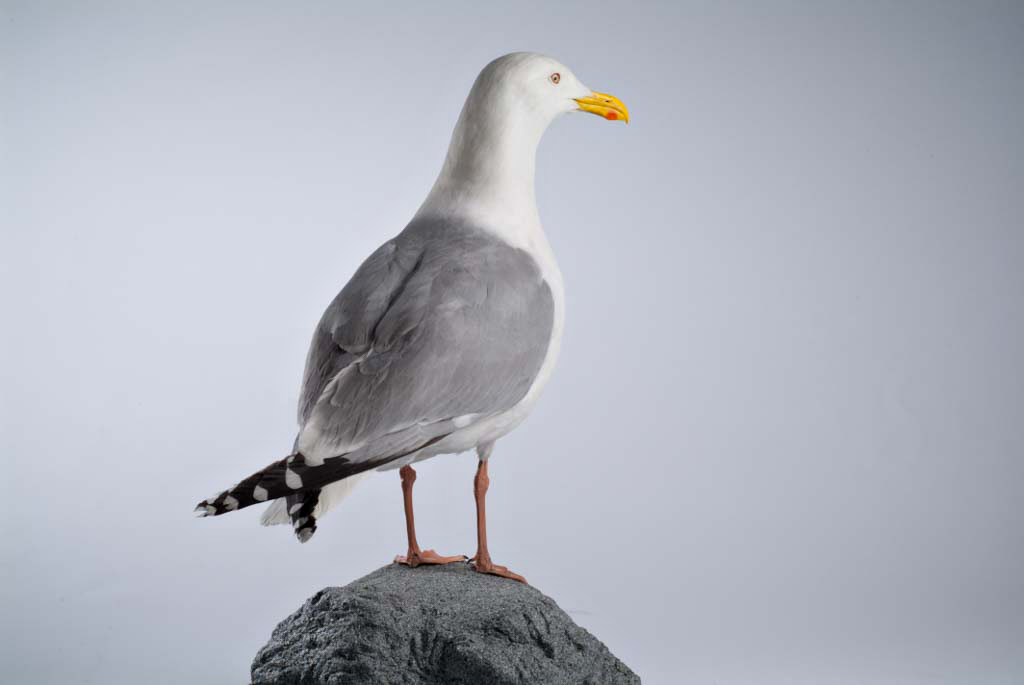 Foto: Antje Dittmann Das Foto zeigt eine Silbermöwe